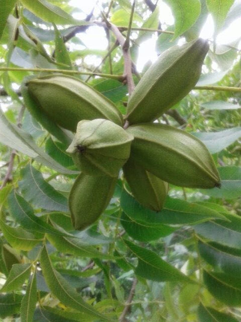 美國薄壳山核桃苗;俗称碧根果，長寿果，果实5O元一斤