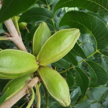 美國薄壳山核桃苗;俗称碧根果，長寿果，果实5O元一斤