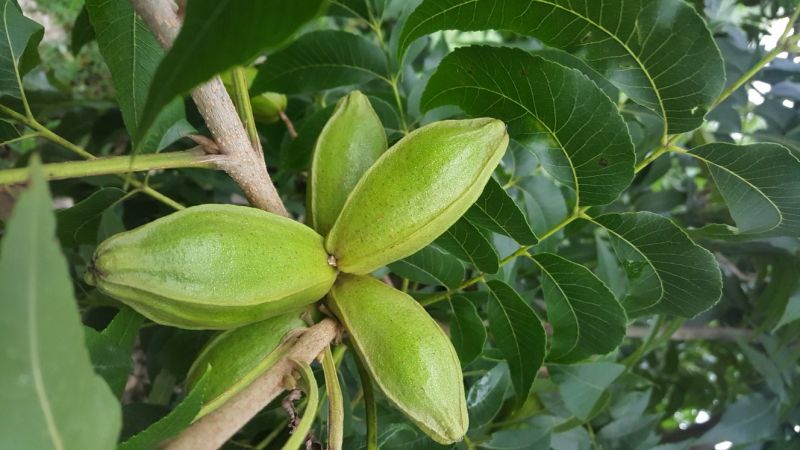 美國薄壳山核桃苗;俗称碧根果，長寿果，果实5O元一斤