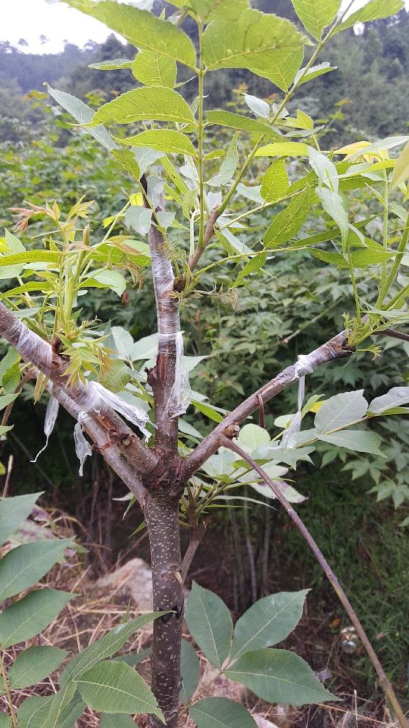 美國薄壳山核桃苗;俗称碧根果，長寿果，果实5O元一斤