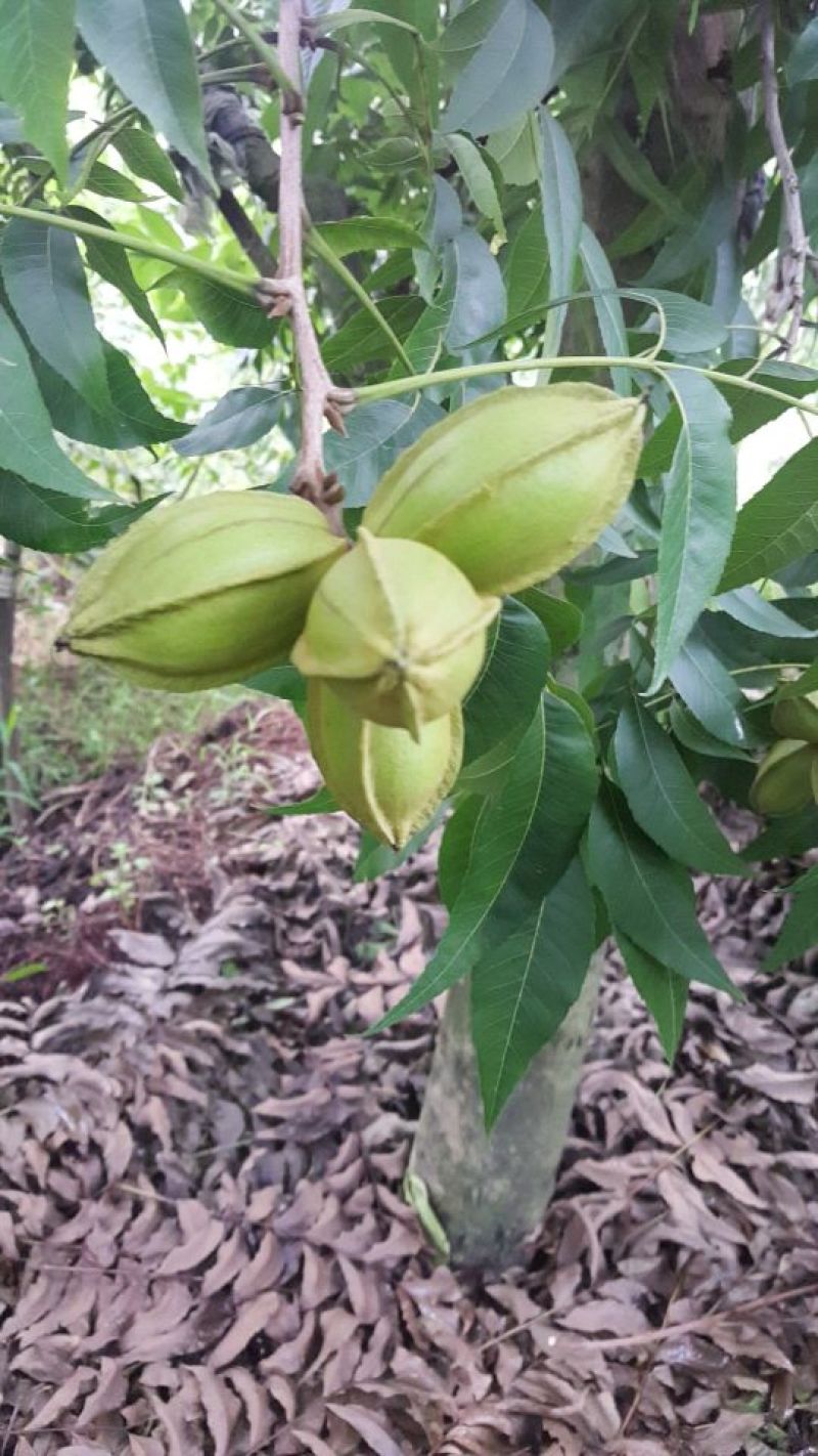美國薄壳山核桃苗;俗称碧根果，長寿果，果实5O元一斤