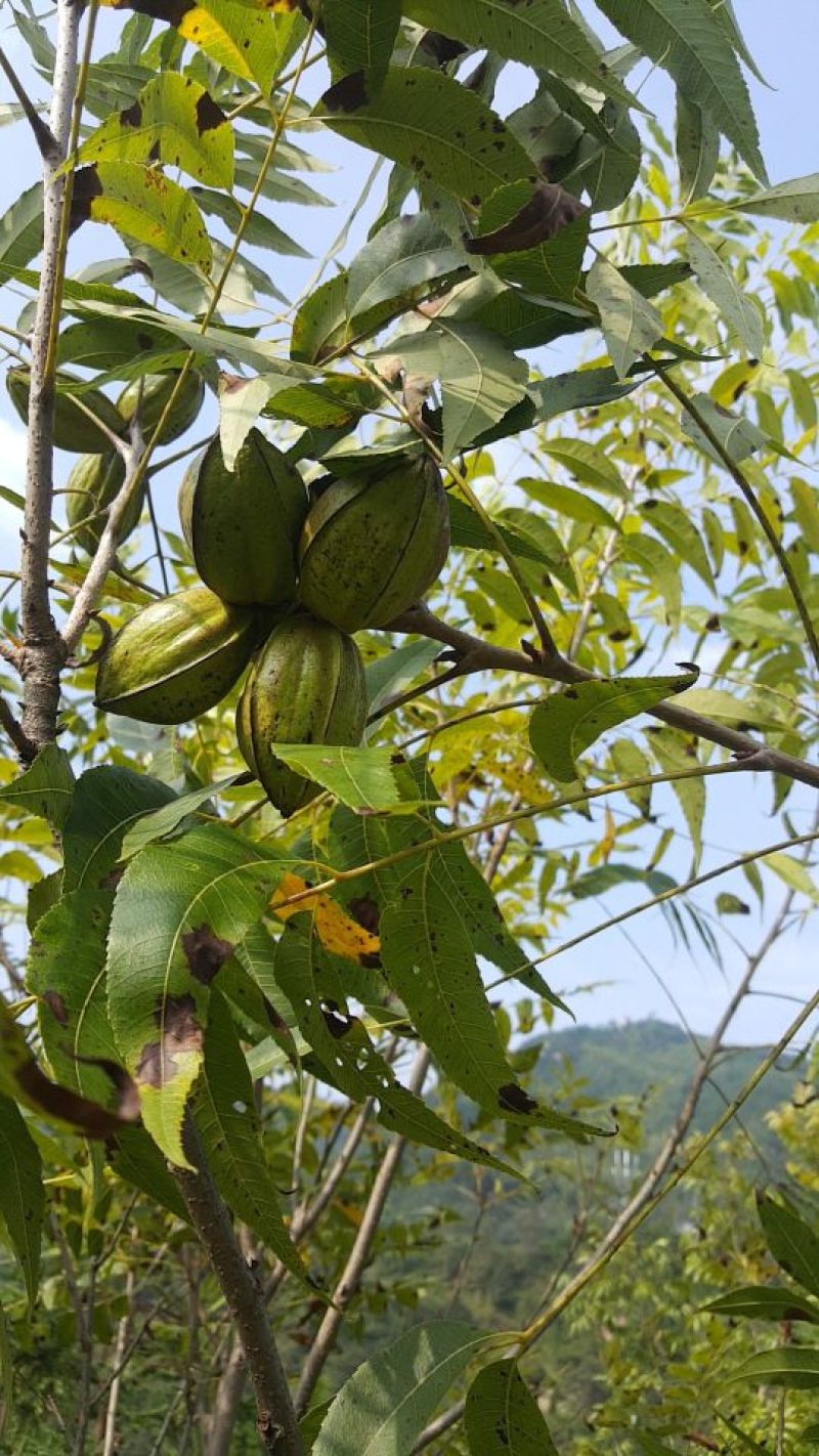 美國薄壳山核桃苗;俗称碧根果，長寿果，果实5O元一斤