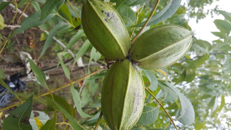 美國薄壳山核桃苗;俗称碧根果，長寿果，果实5O元一斤