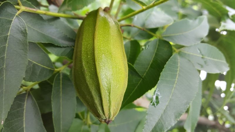 美國薄壳山核桃苗;俗称碧根果，長寿果，果实5O元一斤