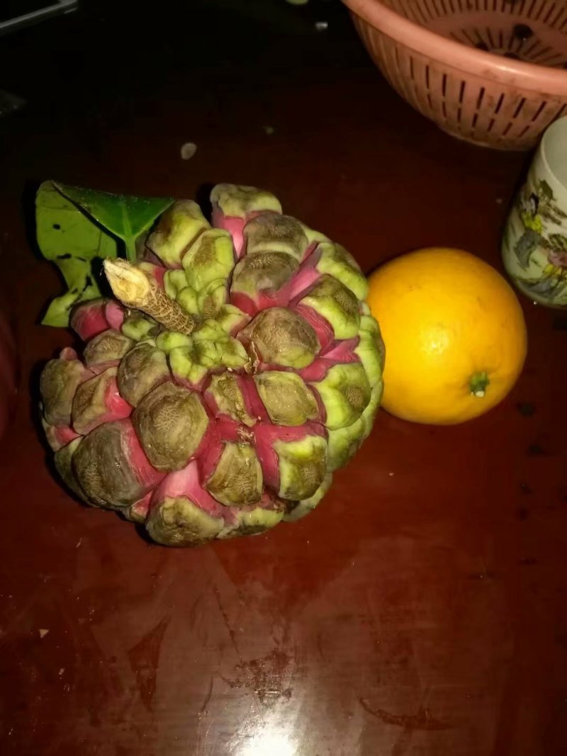 :供布福娜(黑老虎)、长果桑等奇特水果种苗及绿化苗