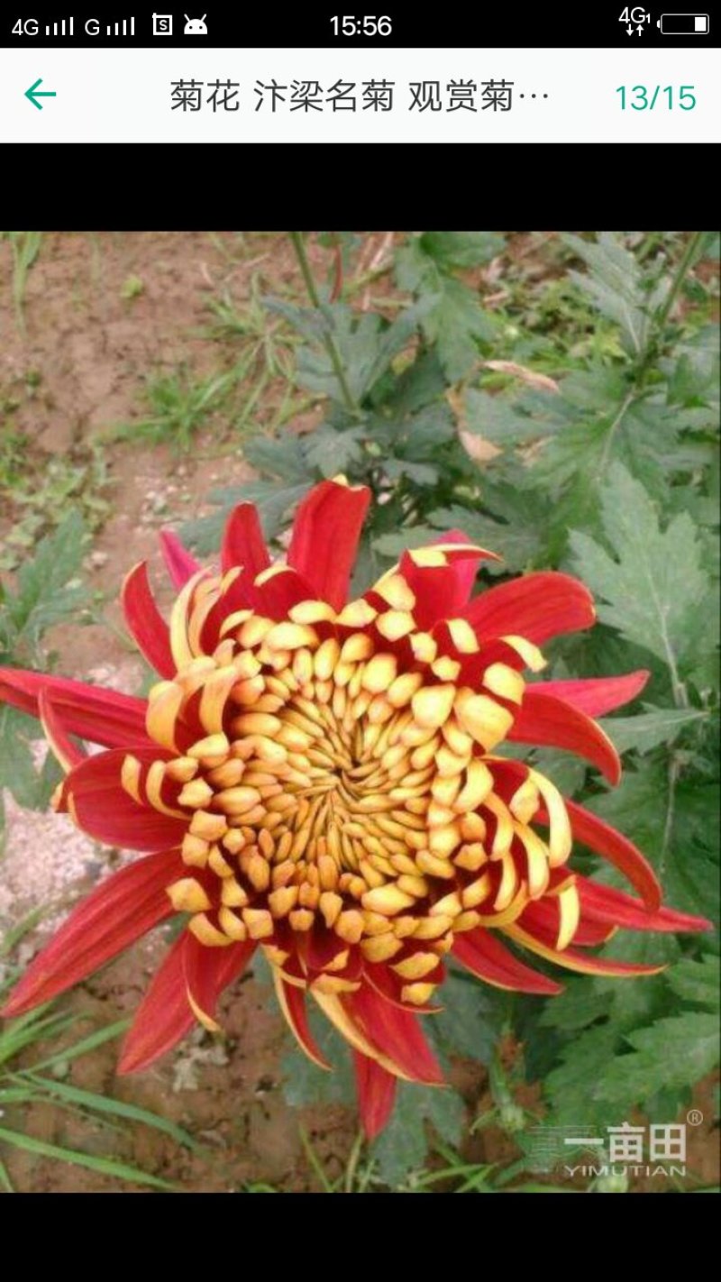 邯郸地区菊花批发