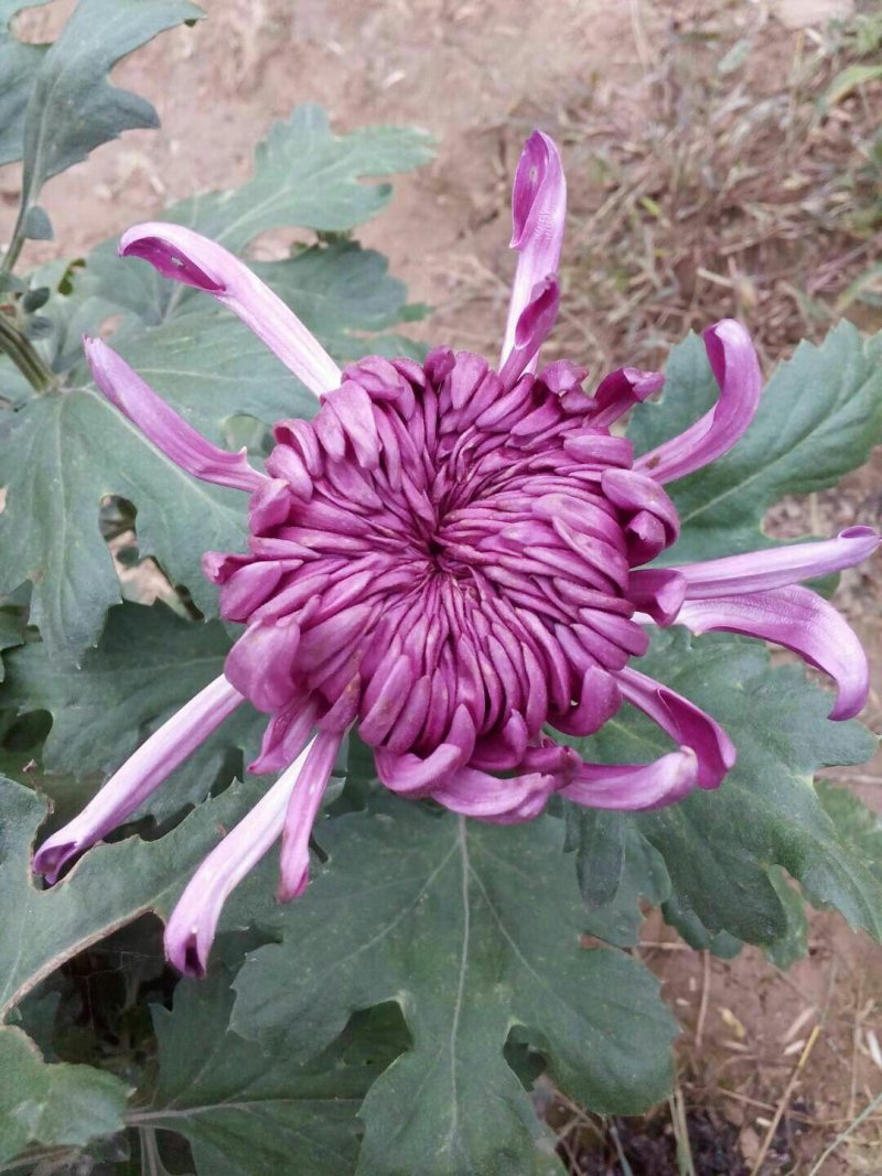 邯郸地区菊花批发