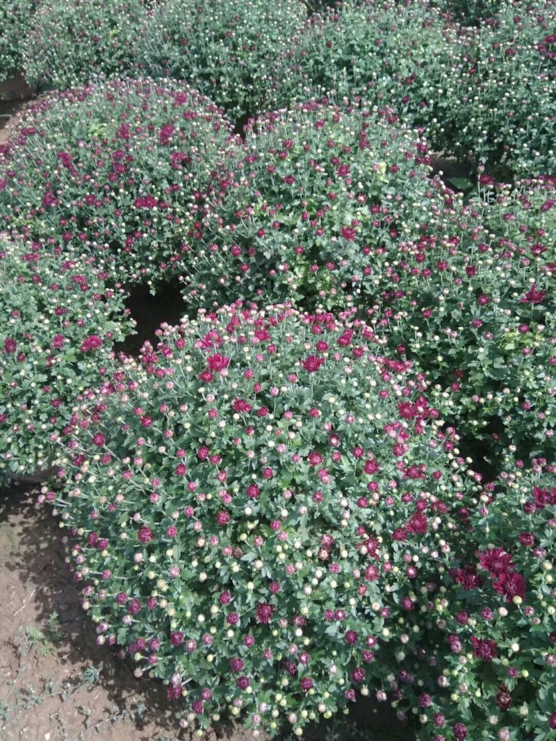 邯郸地区菊花批发