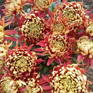 邯郸地区菊花批发