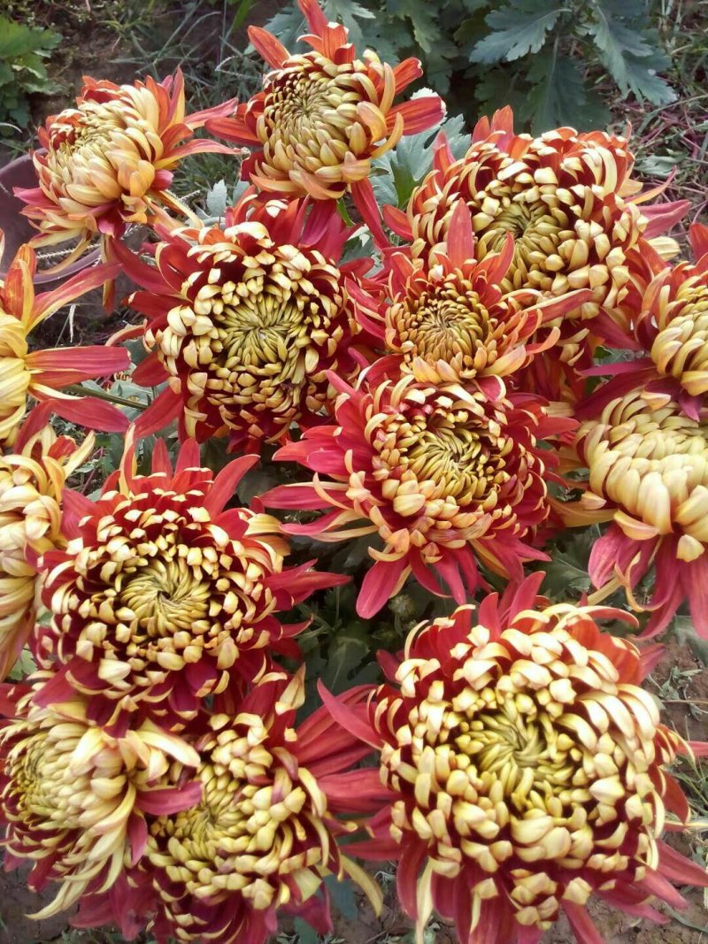 邯郸地区菊花批发