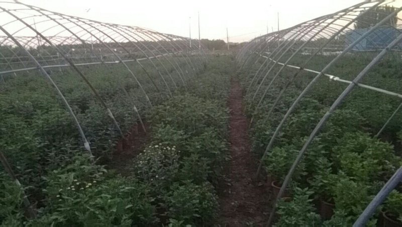 邯郸地区菊花批发