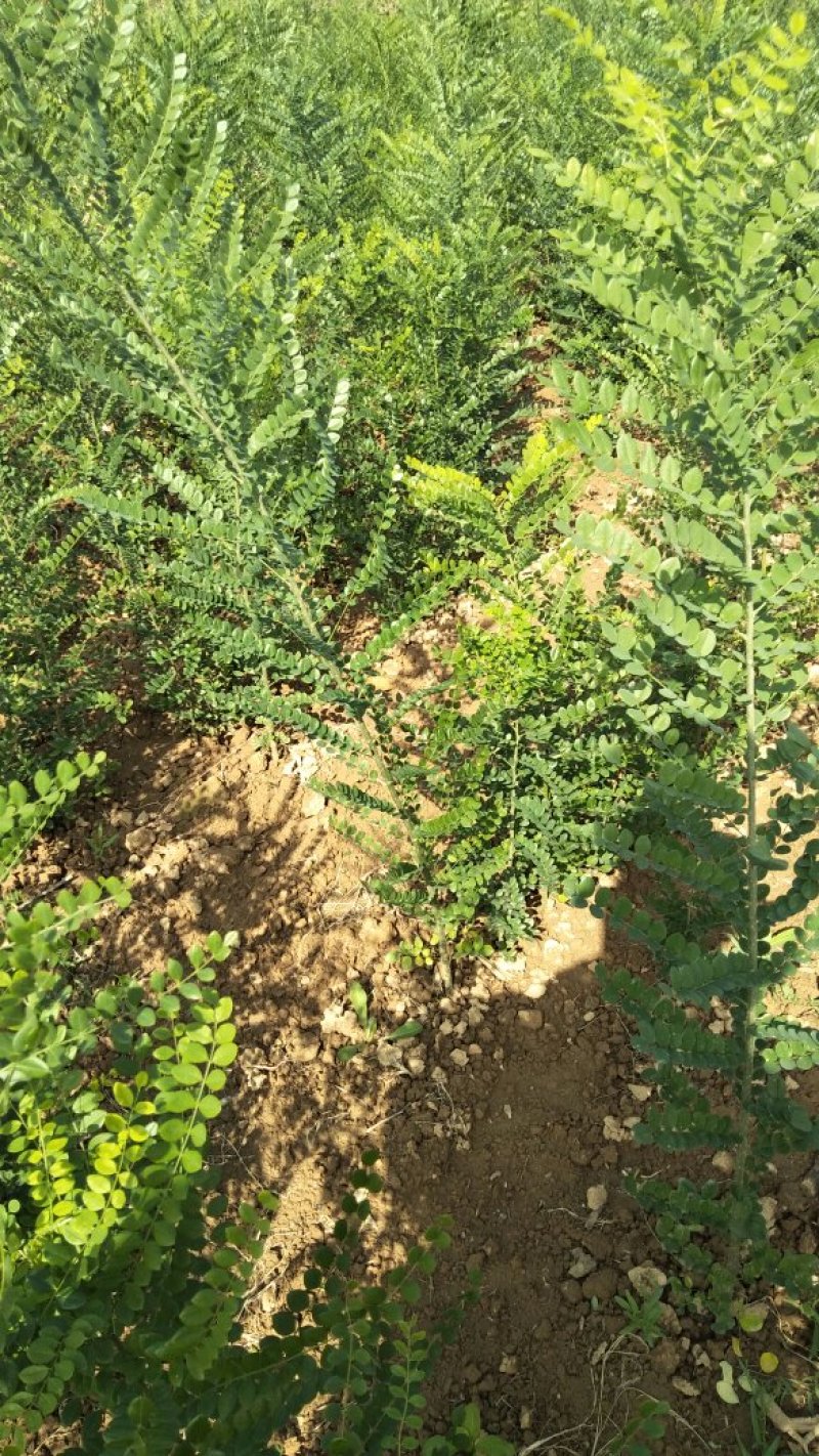 双季国槐。花淑苗，桃树，白皮松，连趐，，皂角苗