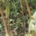 双季国槐。花淑苗，桃树，白皮松，连趐，，皂角苗