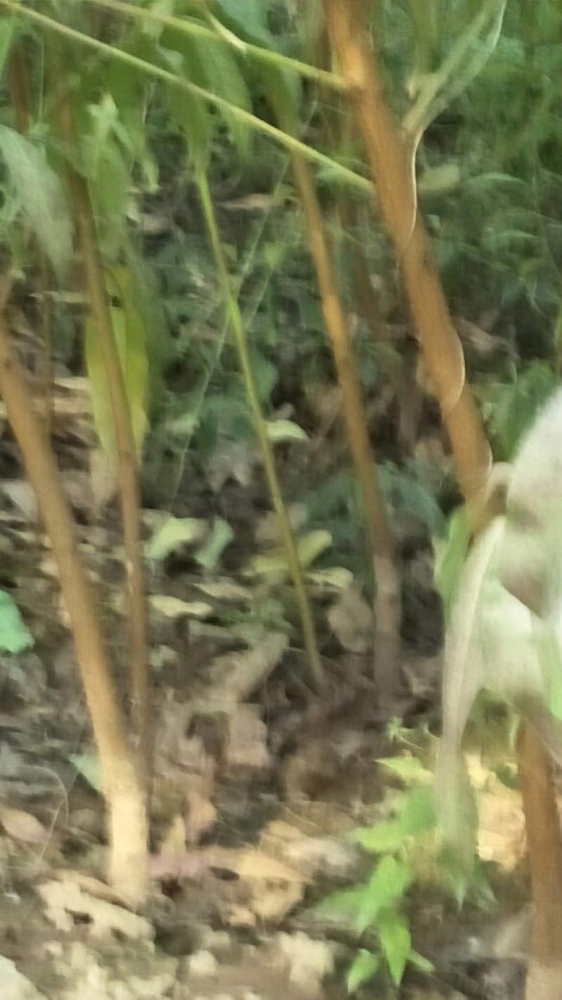 双季国槐。花淑苗，桃树，白皮松，连趐，，皂角苗