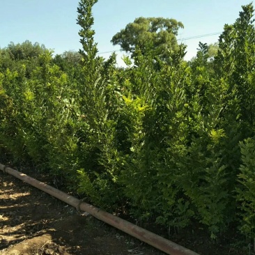 双季国槐。花淑苗，桃树，白皮松，连趐，，皂角苗