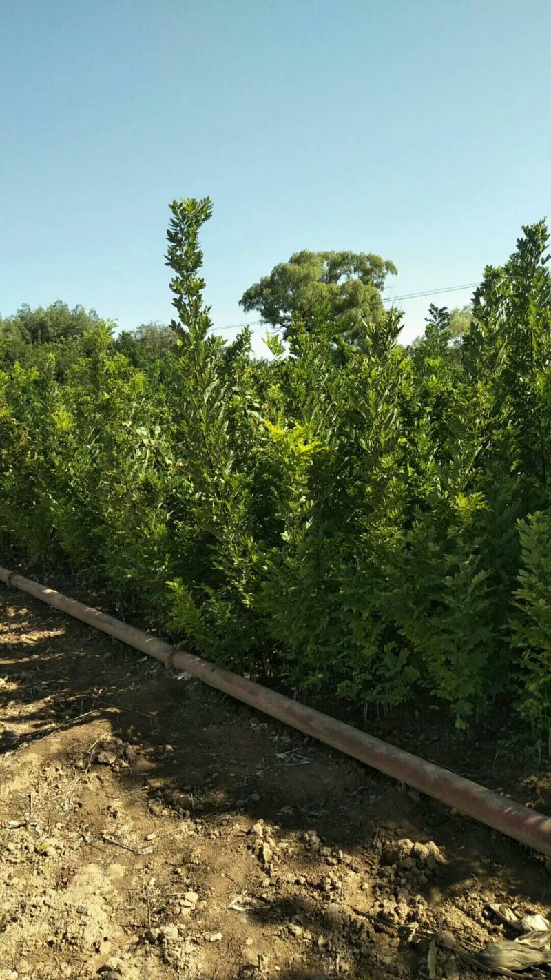 双季国槐。花淑苗，桃树，白皮松，连趐，，皂角苗