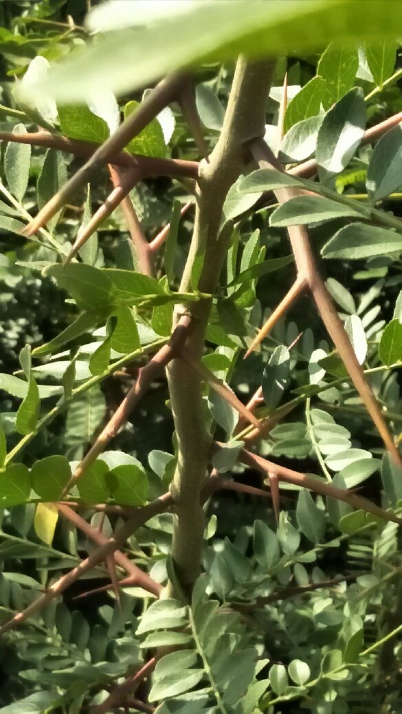 双季国槐。花淑苗，桃树，白皮松，连趐，，皂角苗