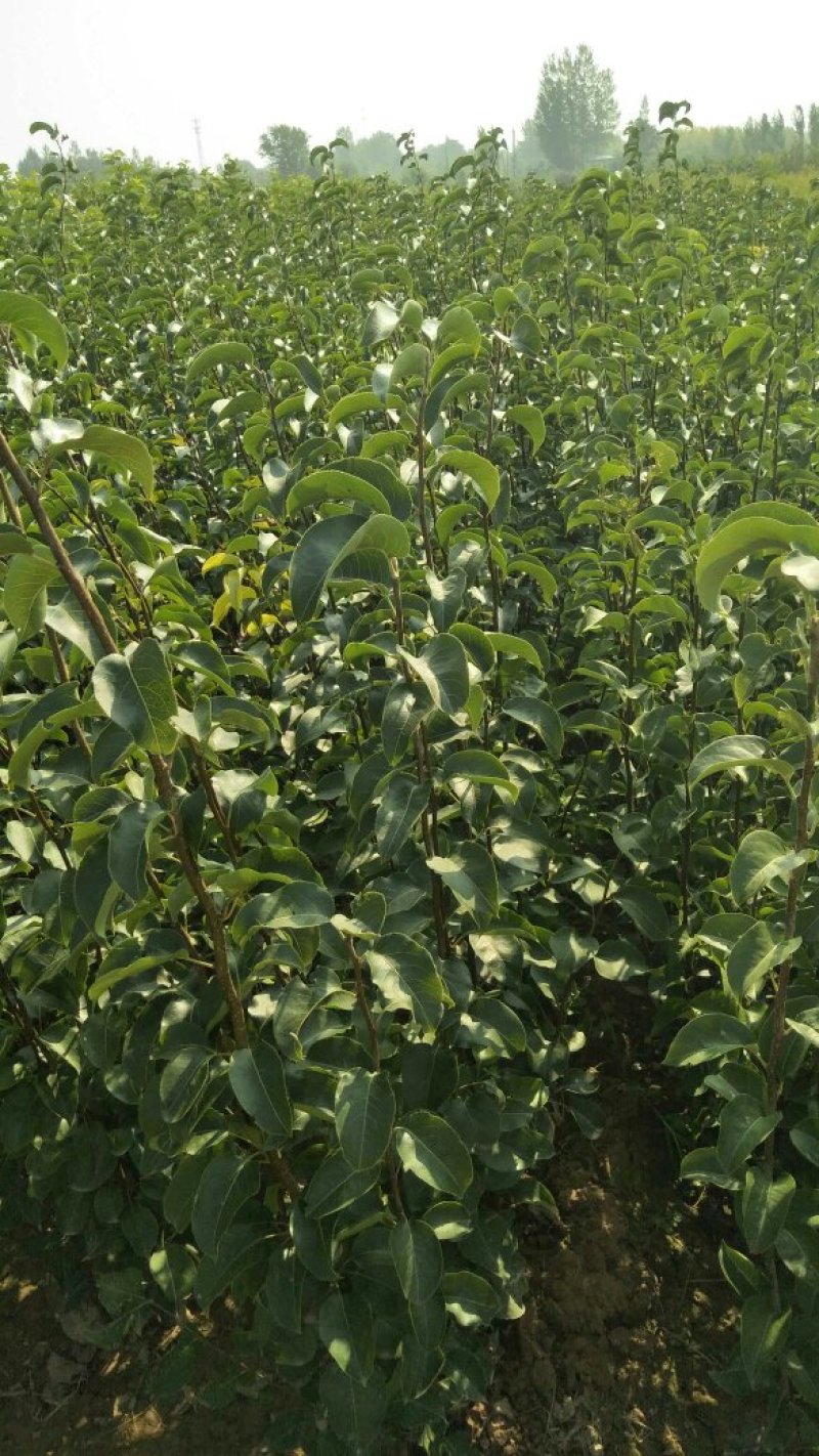 运城梨树苗玉露香梨树芽优良品种量大优惠有需要的客户联系