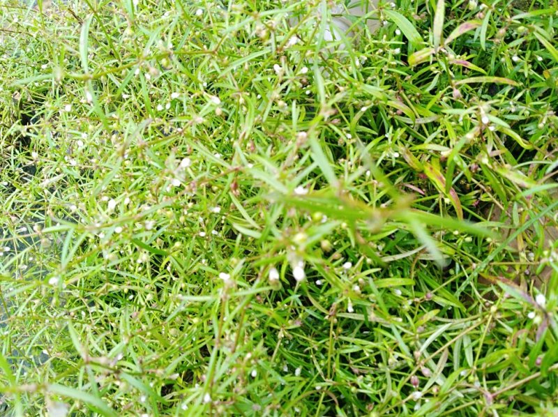 白花蛇舌草