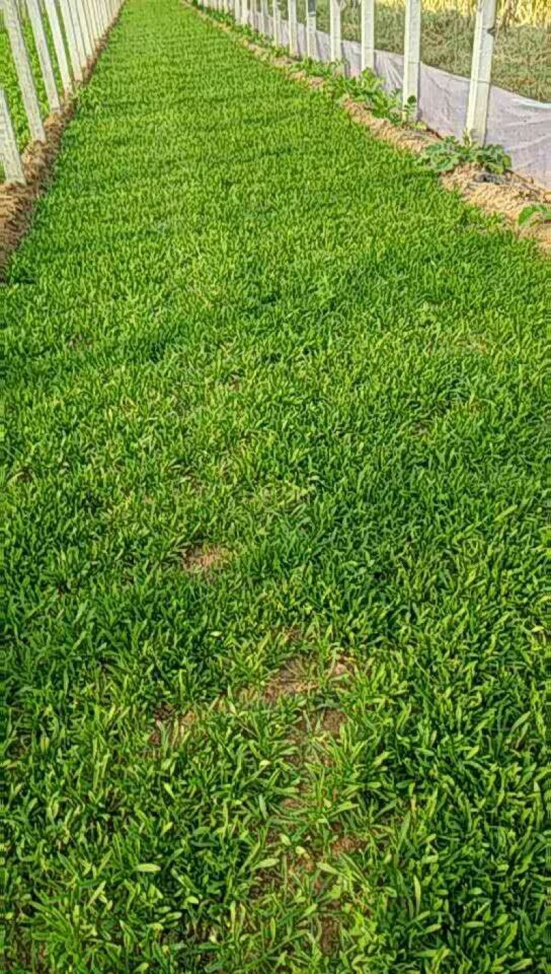 山东聊城面条菜大量上市中，叶面肥厚，货源充足！
