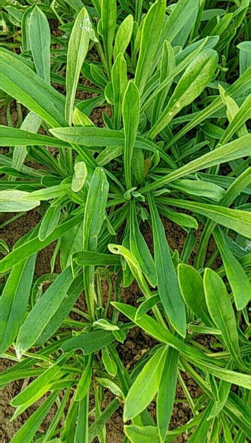 山东聊城面条菜大量上市中，叶面肥厚，货源充足！
