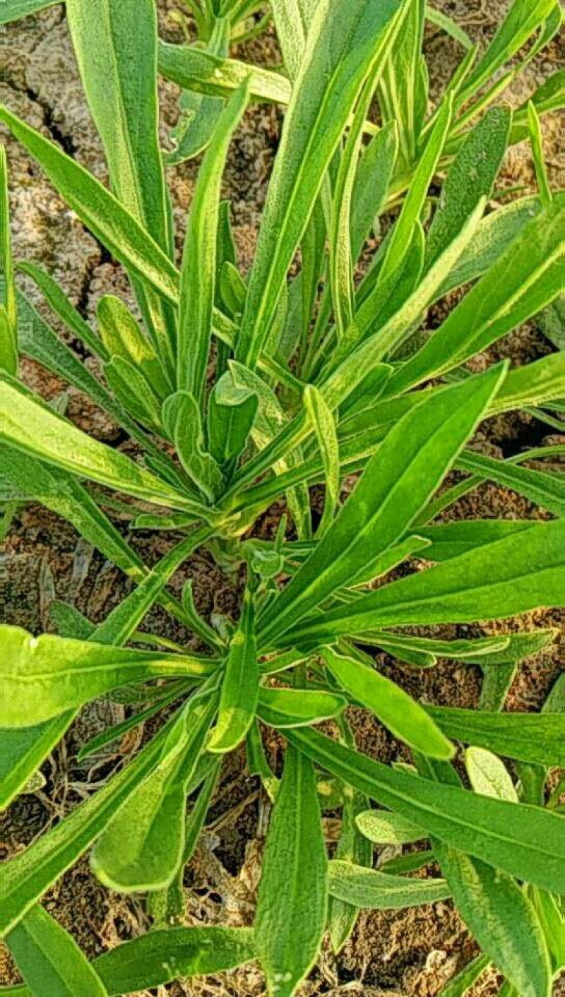 山东聊城面条菜大量上市中，叶面肥厚，货源充足！
