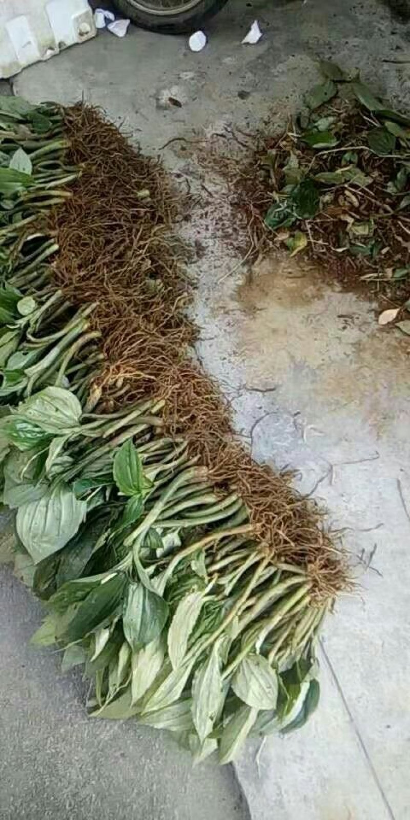 野生见血清