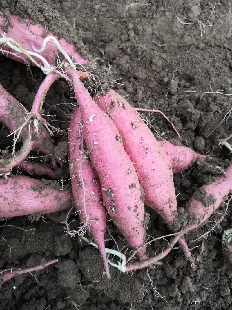 新鲜农家自种板栗鲜红薯沙地现挖香甜无筋粉糯紫薯红薯5斤
