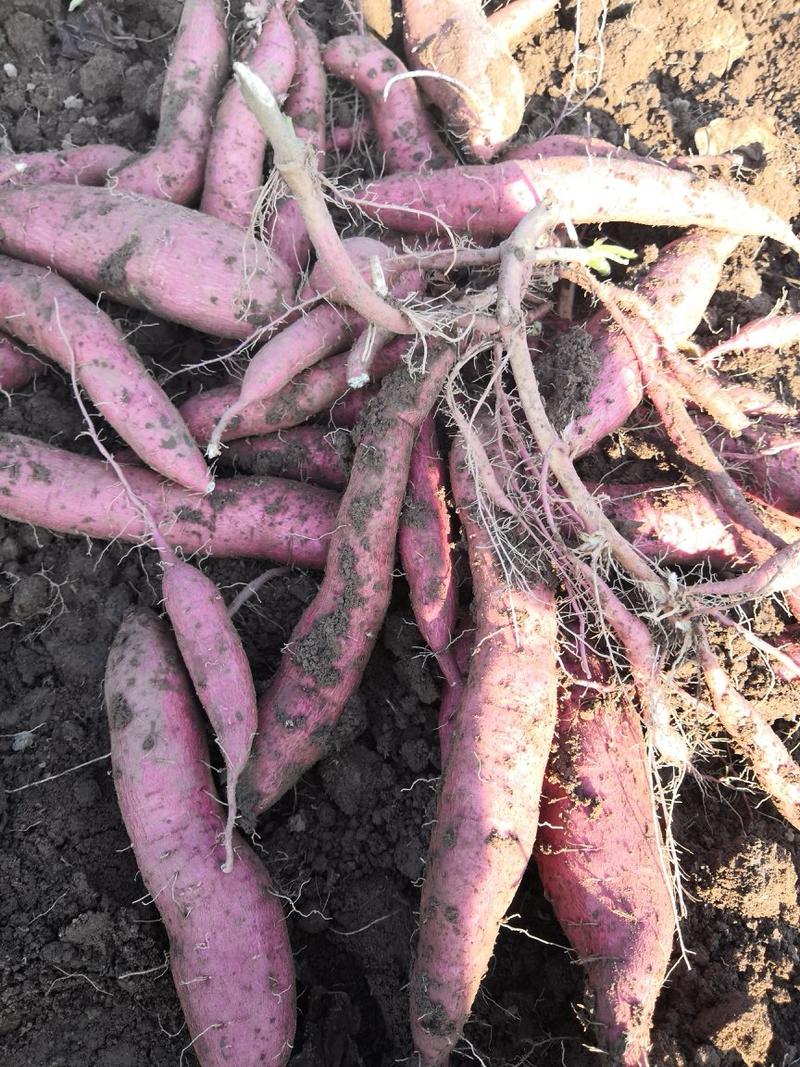 新鲜农家自种板栗鲜红薯沙地现挖香甜无筋粉糯紫薯红薯5斤