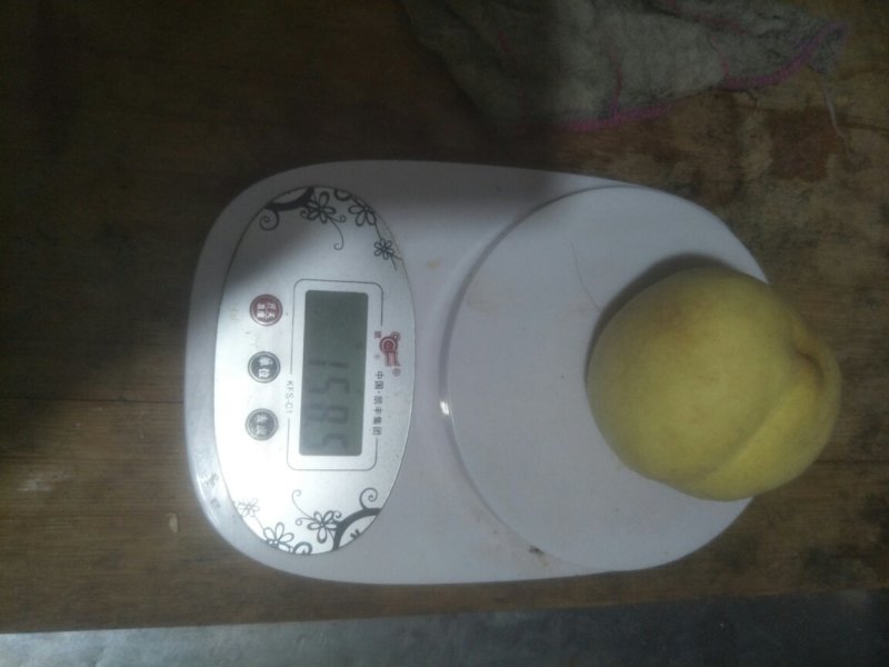 桃子