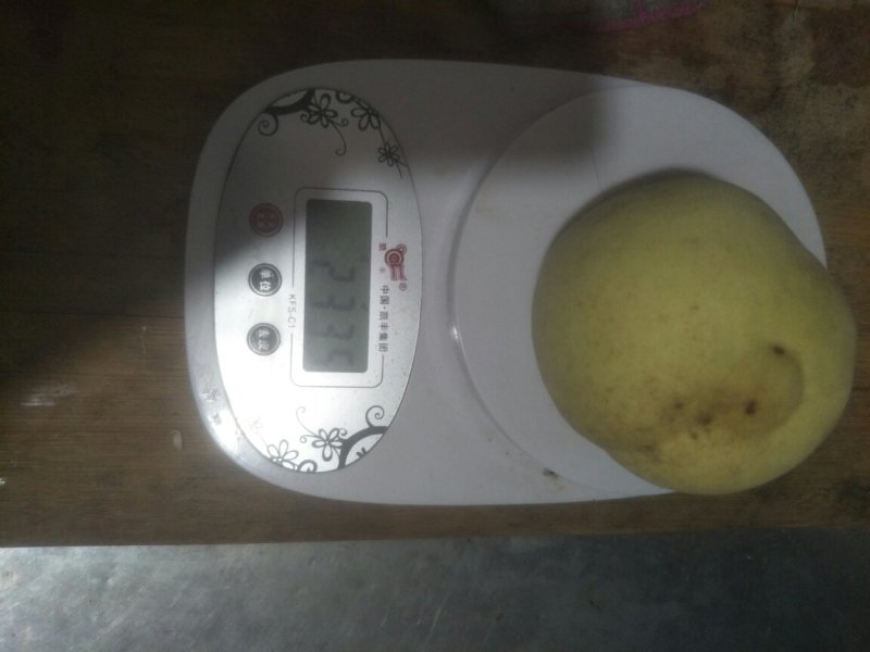 桃子