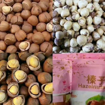【热卖】开原野生榛子，一手货源，质量好，价格低，大量批发
