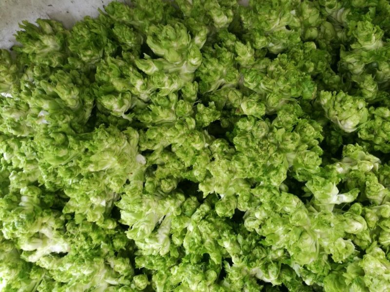 儿菜，大量供应，均重4-5斤，儿大又漂亮