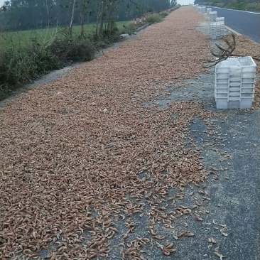虾干