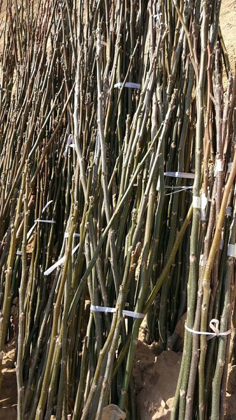 核桃苗，保品种纯度，包成活率，3-6公分核桃苗