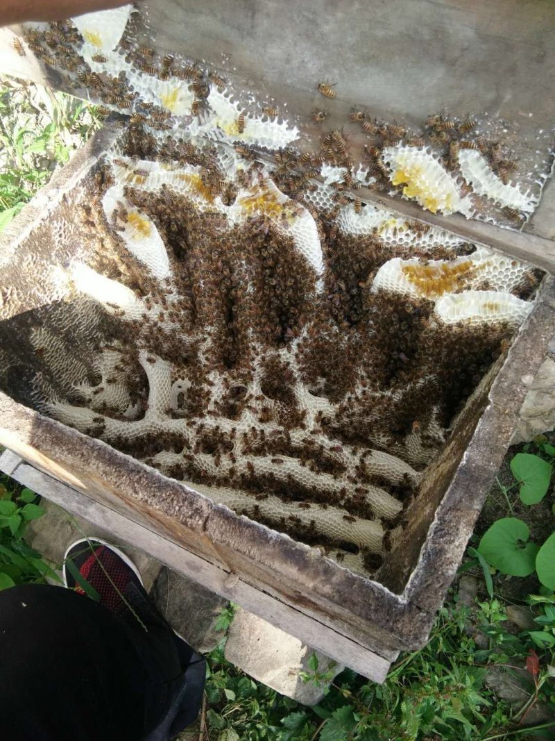土蜂蜜