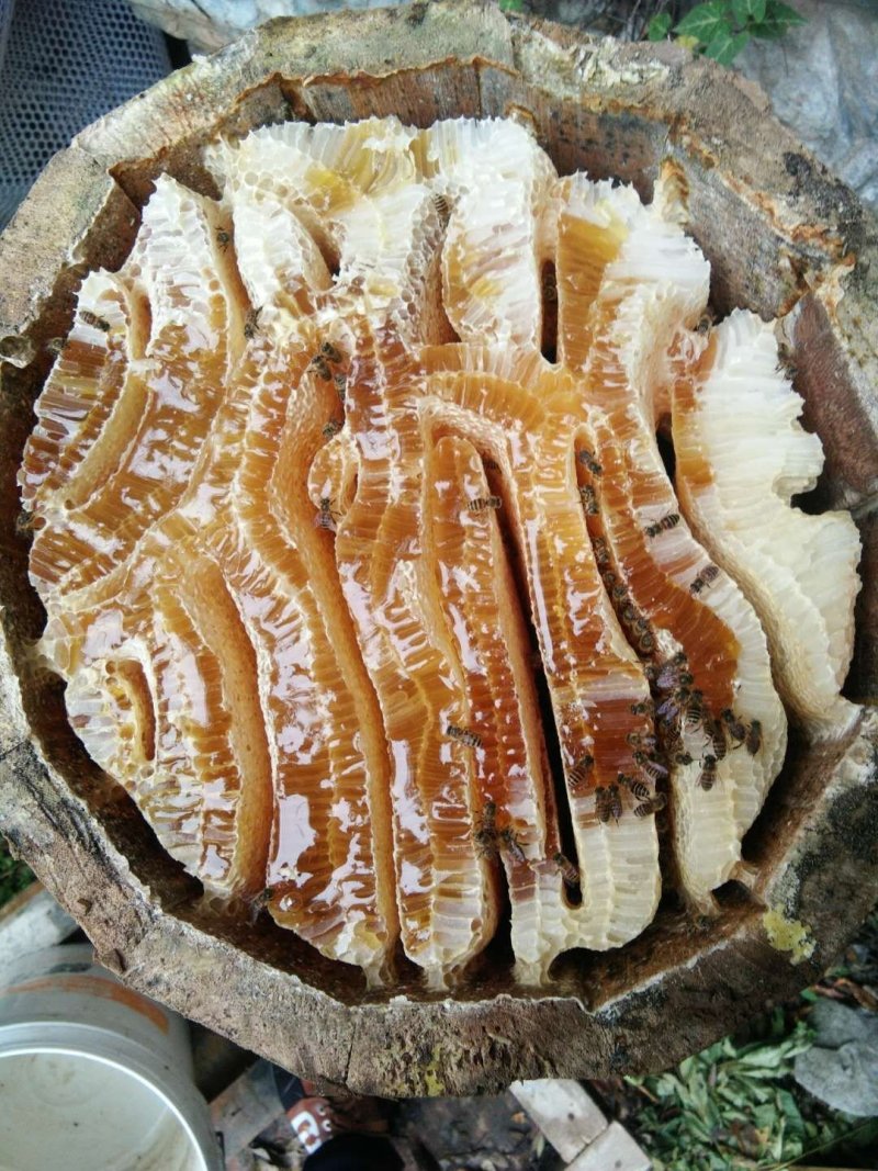土蜂蜜