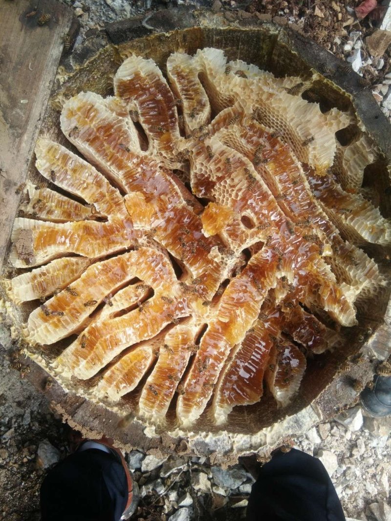 土蜂蜜