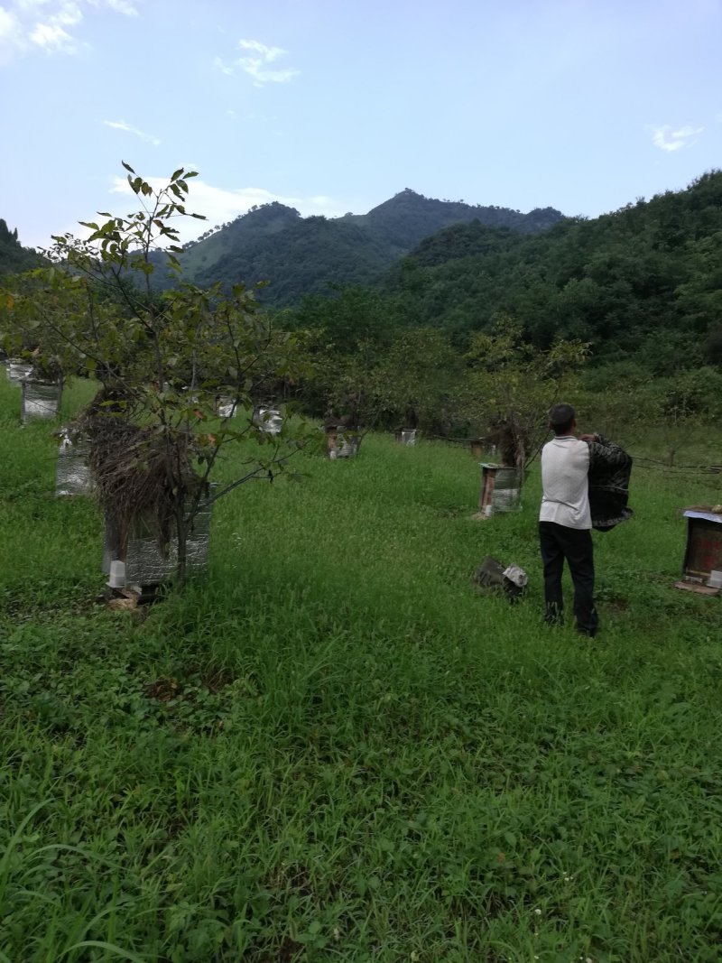 土蜂蜜