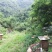 土蜂蜜