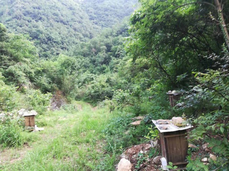 土蜂蜜