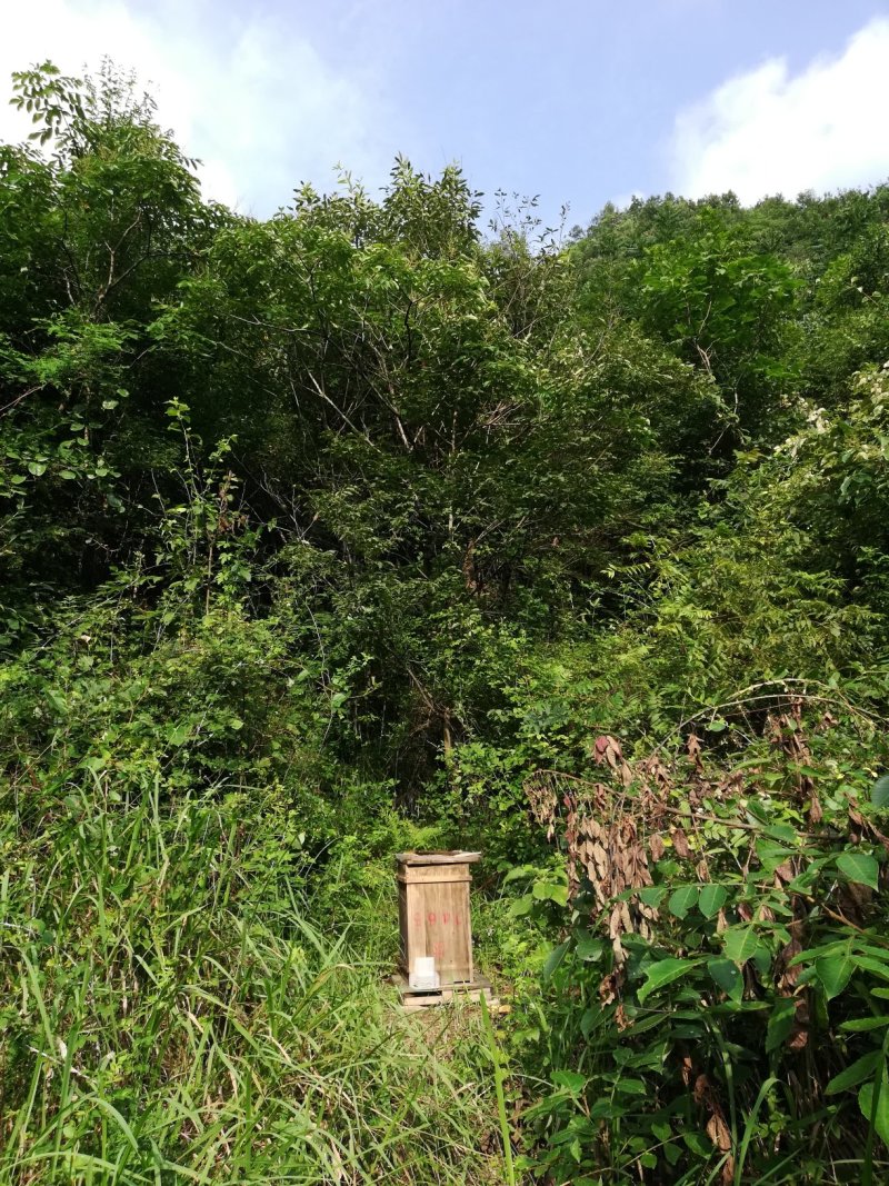 土蜂蜜