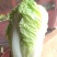 白菜净菜2~3斤