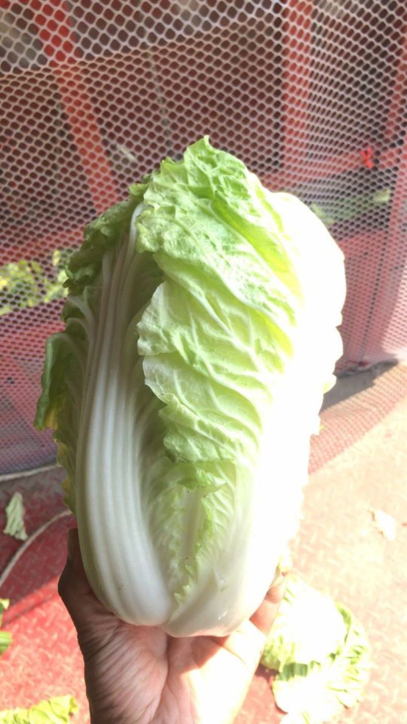 白菜净菜2~3斤