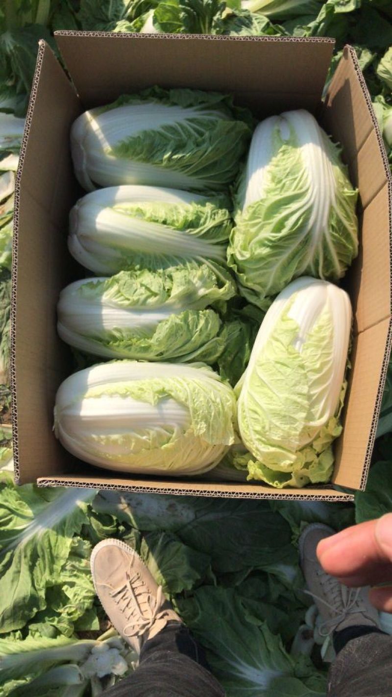 白菜净菜2~3斤