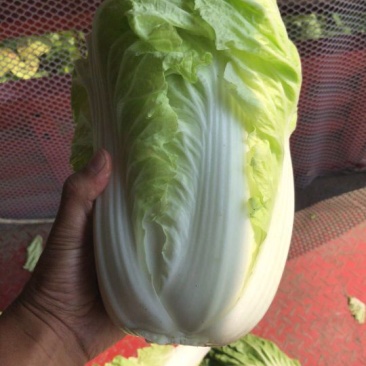 白菜净菜2~3斤