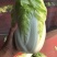 白菜净菜2~3斤