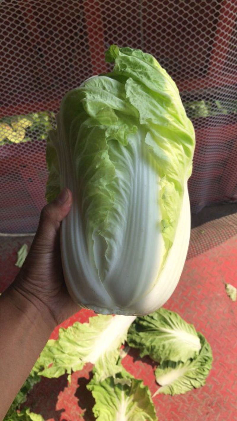 白菜净菜2~3斤