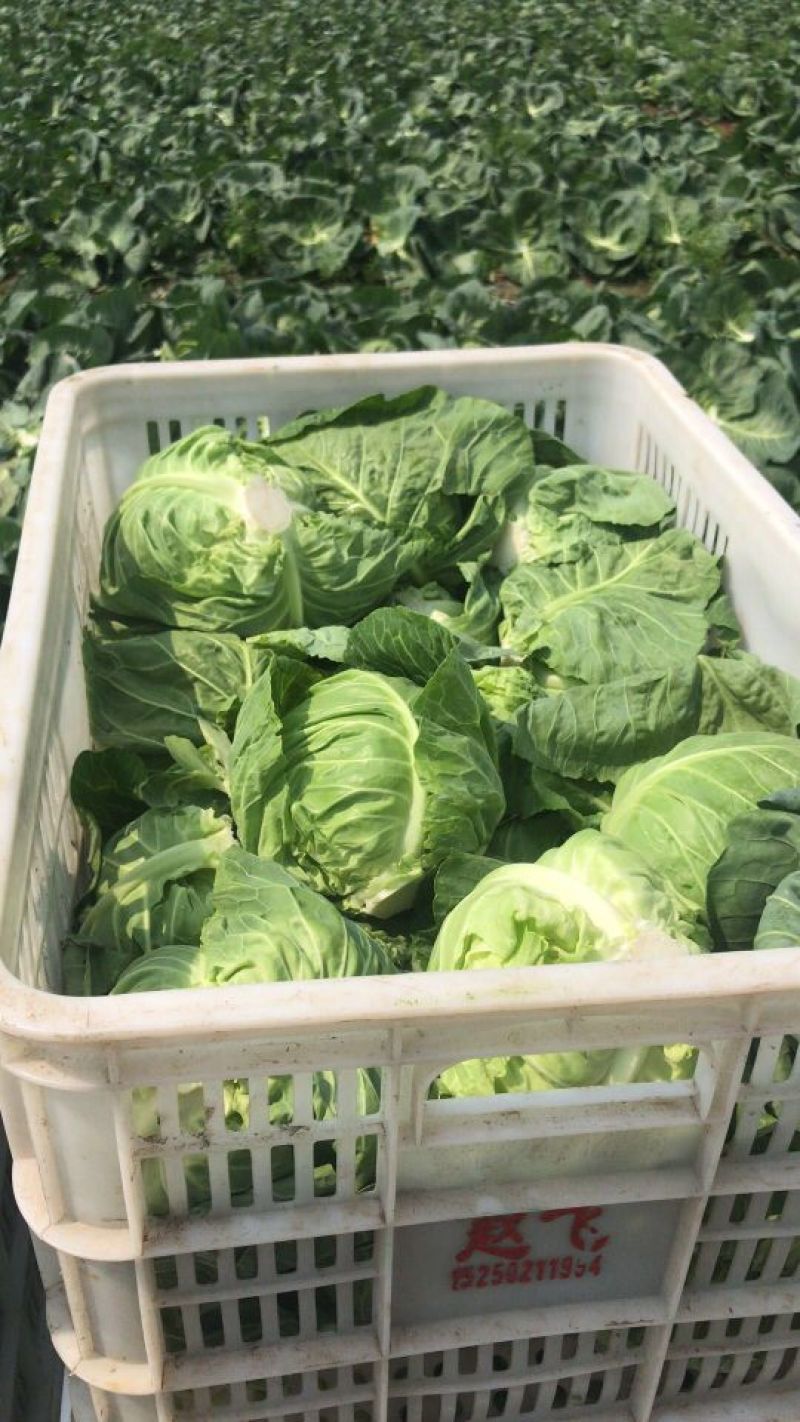 圆包菜精品0.5~1公斤