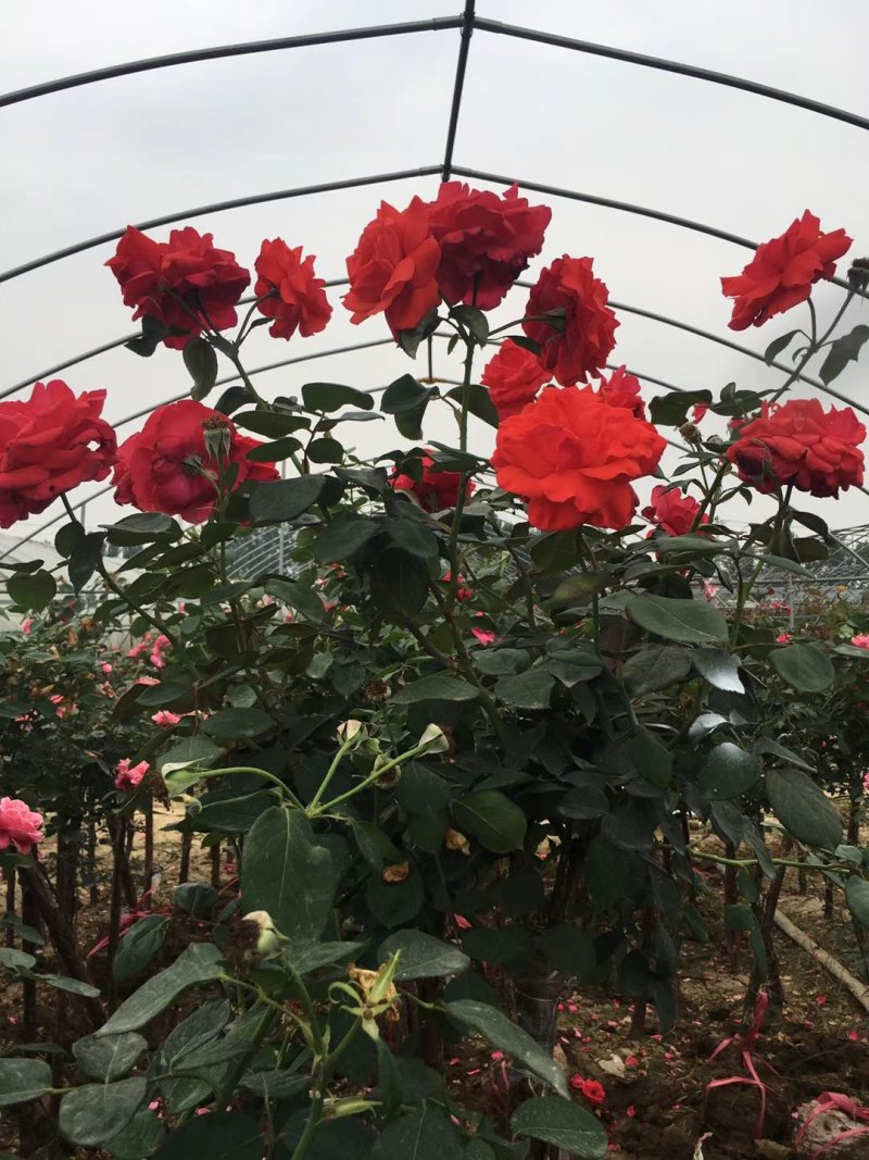 树桩月季，嫁接树桩月季花大花月季四季开花基地直销